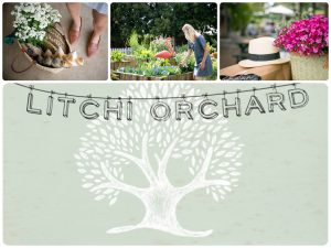 Lichi Orchard