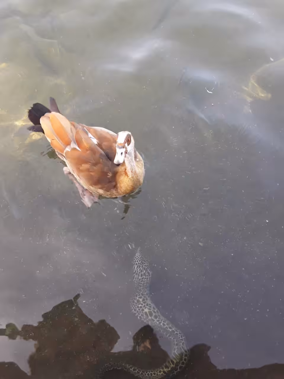 Canal Life